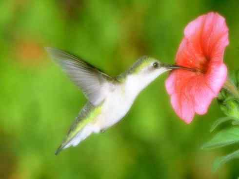 猎奇:十大奇异鸟类之四 猎奇:十大奇异鸟类之四