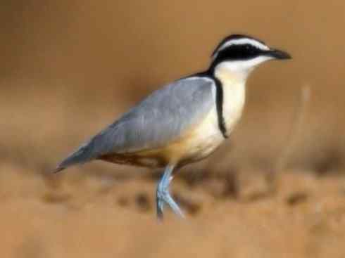 雀鸟也彪悍：与鳄共舞（埃及鸻）