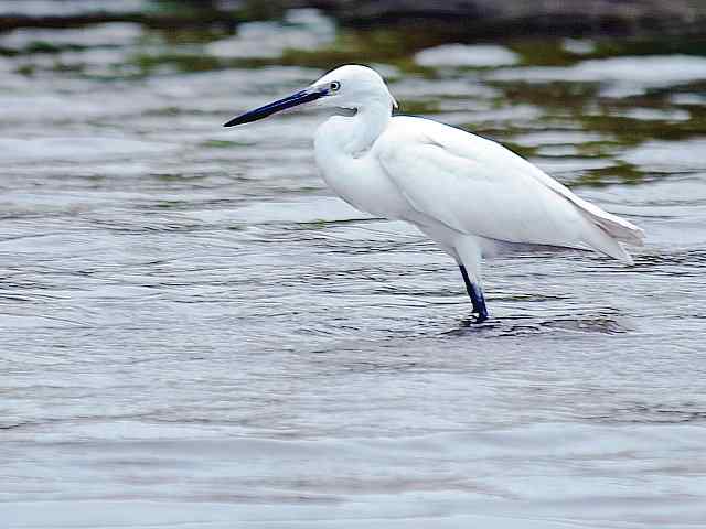 北戴河湿地演绎鸥鹭风情