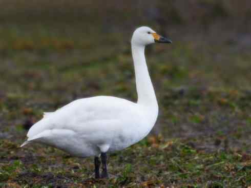 奇特的盔：黑颈天鹅