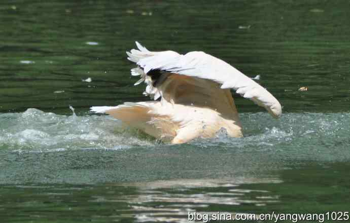 鹈鹕(抓拍) 鹈鹕(抓拍)