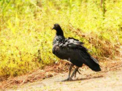 雁鸭之最之二 雁鸭之最之二
