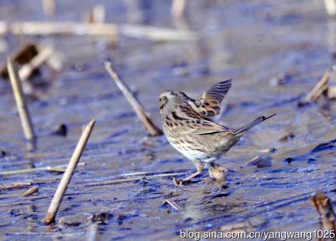 雌性灰头鹀(4) 雌性灰头鹀(4)