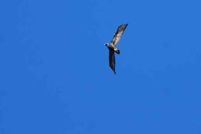 永定河生态观鸟