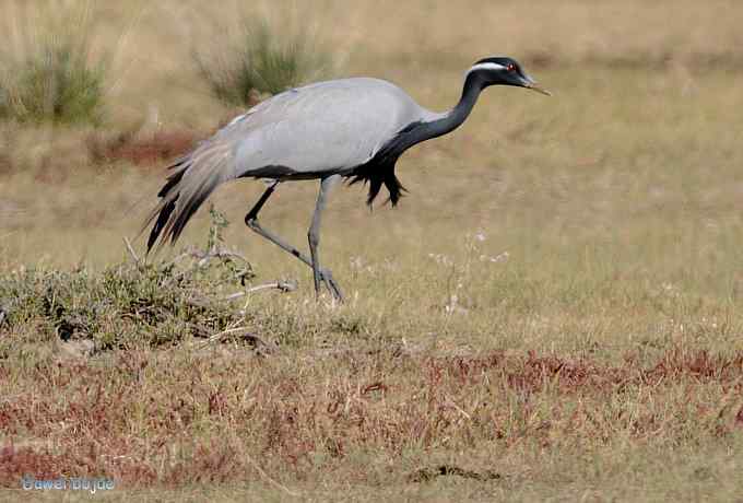 达里诺尔湖的蓑羽鹤