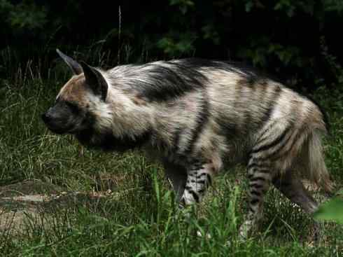 狈：传说的兽原型探秘（鬣狗）