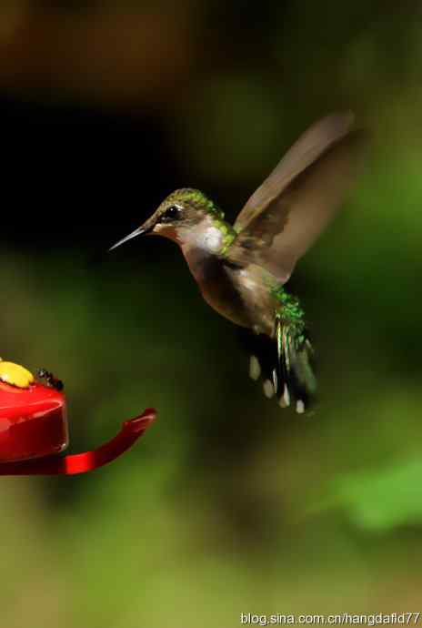 红玉喉北蜂鸟（2）