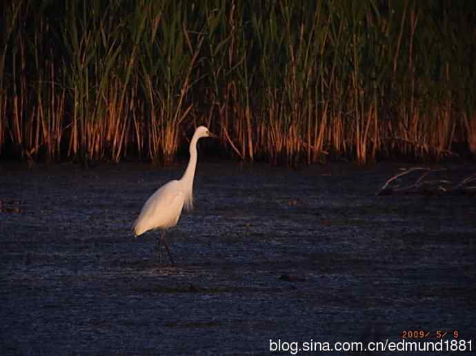 处女下海   施华望远鏡SW80HD打鸟