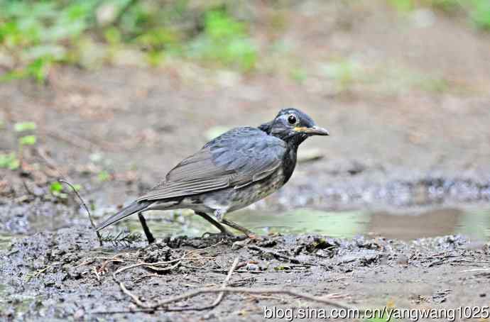 乌灰鸫(1) 乌灰鸫(1)