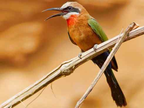 绝色攀禽：佛法僧目之蜂虎4