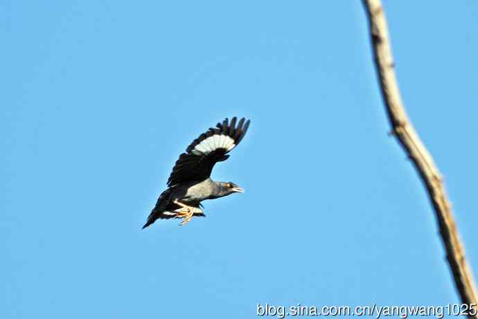 捕飞虫的八哥（记实）