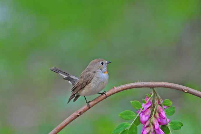 雄性红喉姬鹟(12) 雄性红喉姬鹟(12)