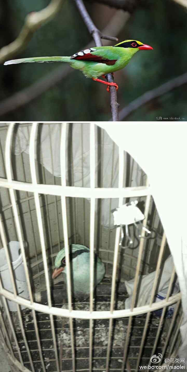 不自由毋宁死的蓝绿鹊