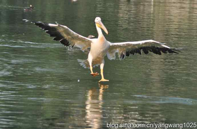 再拍大鹈鹕 wbr3 再拍大鹈鹕 wbr3