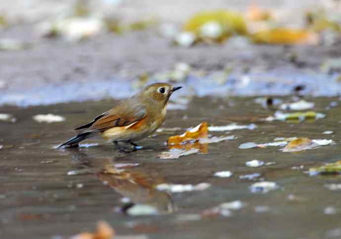 雌性红胁蓝尾鸲(7) 雌性红胁蓝尾鸲(7)