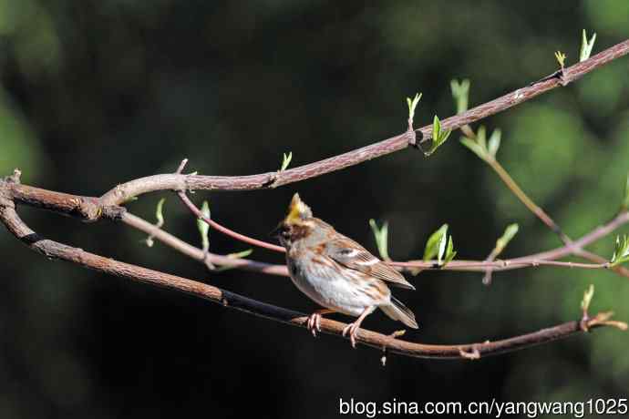 雌性黄喉鹀（15）