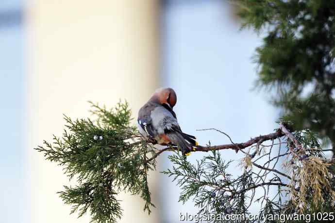 美吗?（太平鸟梳理篇）3