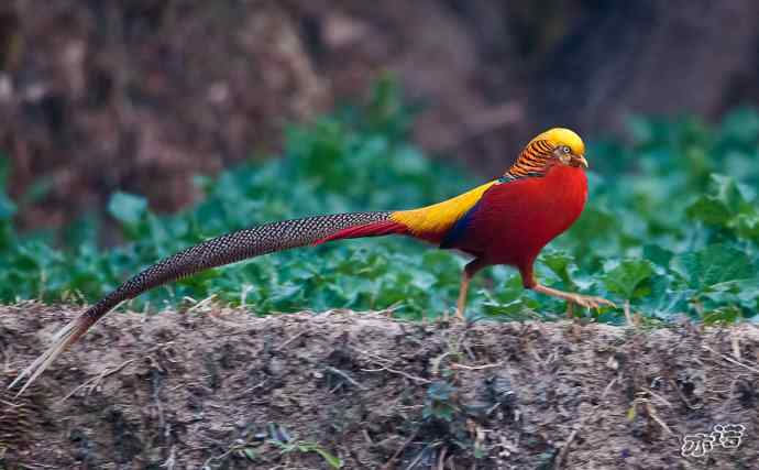 红腹锦鸡 wbr路 wbr有望当选为国鸟的鸟 红腹锦鸡 wbr路 wbr有望当选为国鸟的鸟