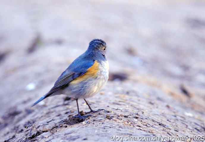 雄性红胁蓝尾鸲（4）