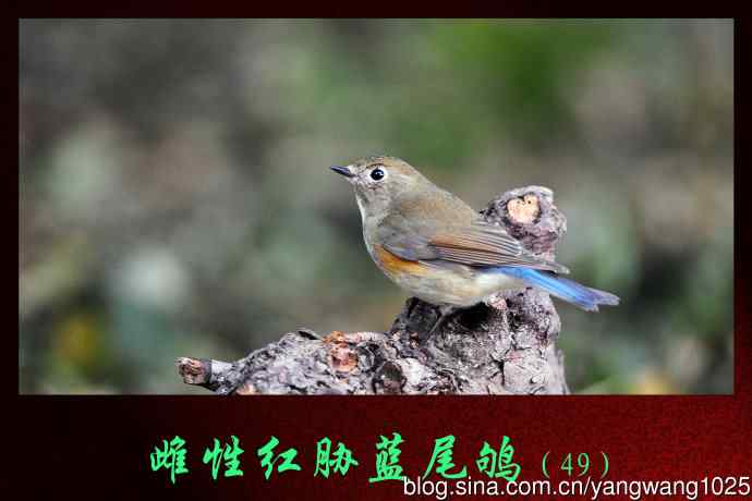 雌性红胁蓝尾鸲（49）