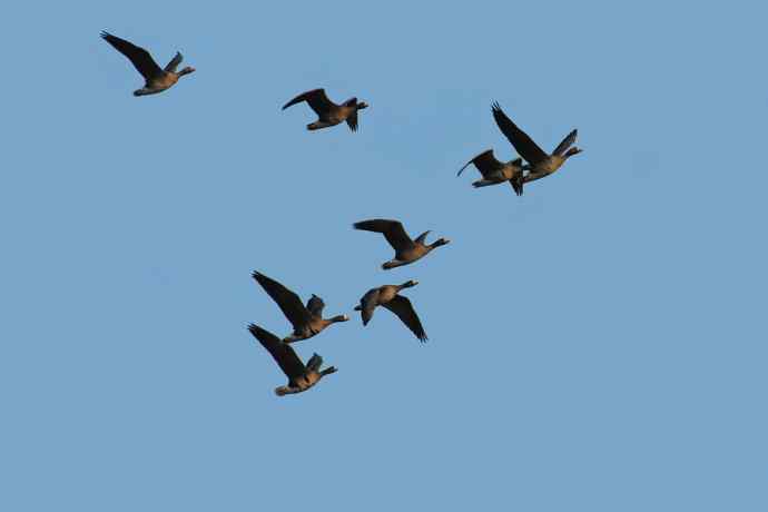 【新鸟】白额雁 wbr图牧吉湿地初探 【新鸟】白额雁 wbr图牧吉湿地初探