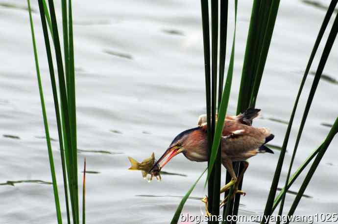 黄苇鳽捕鱼片段节选