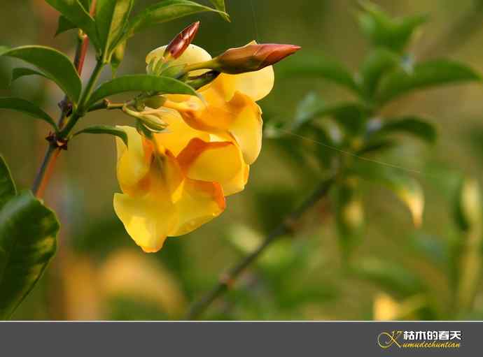 西双版纳拍鸟之二【实拍】