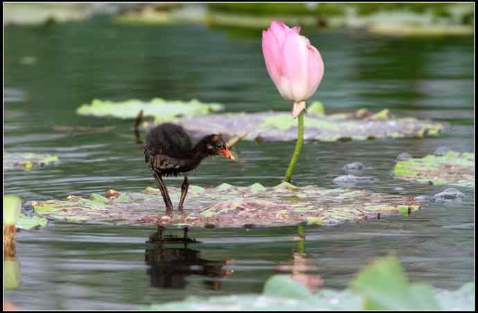 青年黄苇鳽和青年黑水鸡