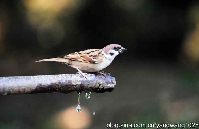 北京天坛公园的鸟类——喝水的麻雀