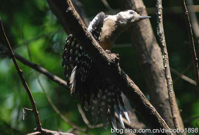 这只大斑比较二