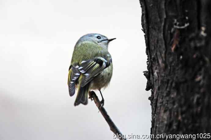 戴菊鸟(12) 戴菊鸟(12)