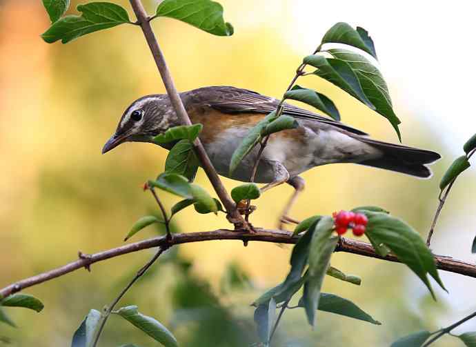 虎斑地鸫夜色中现身 wbr神坛威名依旧