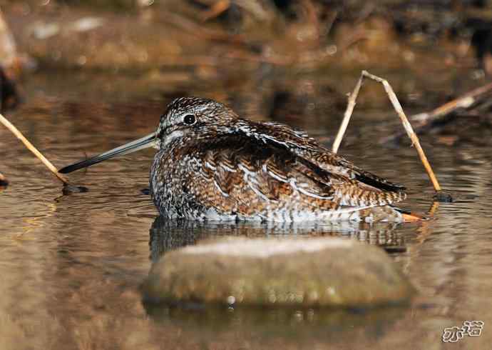 白河峡谷 wbr路 wbr孤沙锥(沐浴梳羽版) 白河峡谷 wbr路 wbr孤沙锥(沐浴梳羽版)