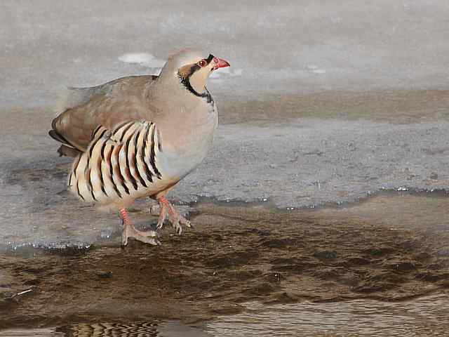 石鸡 wbr. wbr时机