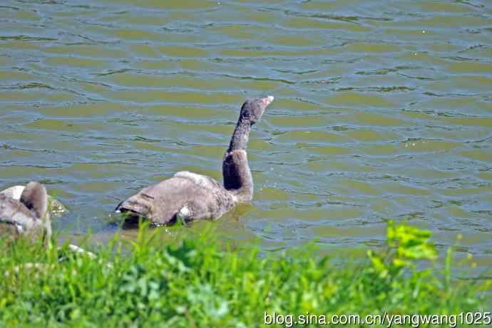 北京麋鹿苑的鸟类——麋鹿苑中的黑天鹅
