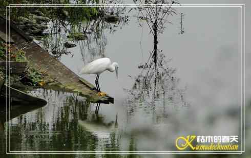秋天-花-鸟【照片】