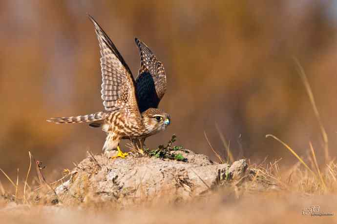 【野鸭湖的鸟】灰背隼