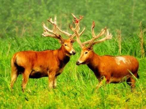 自然奇观：动物大迁徙(北美驯鹿长征)