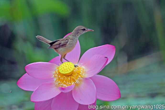 东方大苇莺与荷花（6）