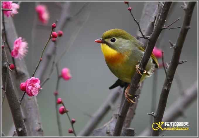 相思鸟与红梅花儿【照片】