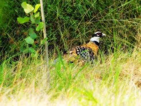 猎奇：长尾鸟雀之三（雉科孔雀、鹇属）