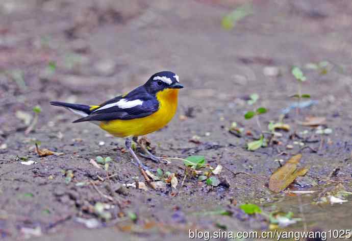 雄性白眉姬鹟（5）