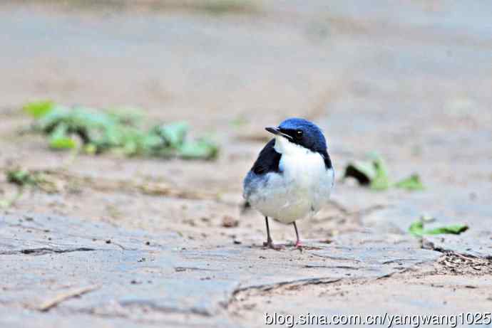 雄性蓝歌鸲（4）