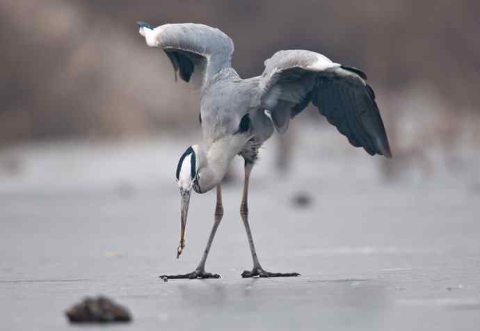 以大欺小 wbr倚强凌弱 以大欺小 wbr倚强凌弱