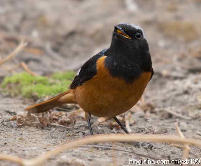 北红美餐（组图）