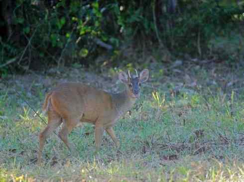 麒麟：传说的兽原型探秘（白尾鹿）