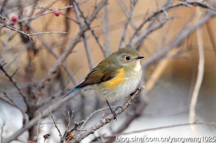 雌性红胁蓝尾鸲（32）