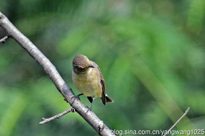 秋天的红喉姬鹟(8) 秋天的红喉姬鹟(8)