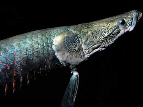 鱼类活化石：巨骨舌鱼