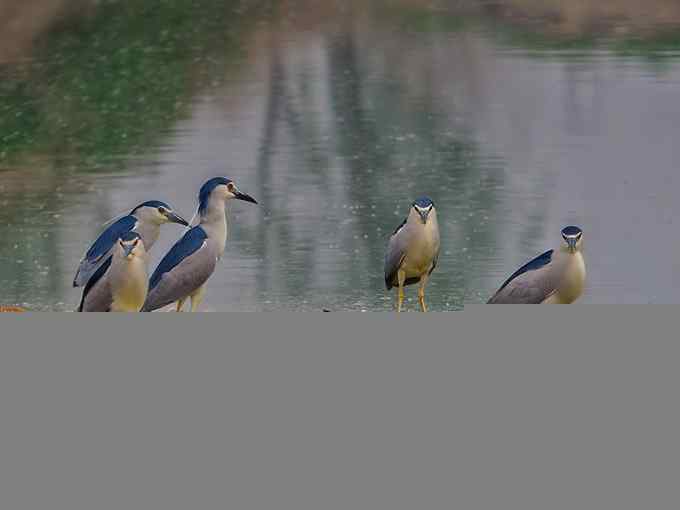 警觉、呆板、发愣（组图，9张图片）